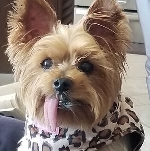 Meet your Posher, Shelley